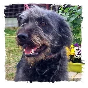 Lily, male Giant Schnauzer for adoption at Riesenschnauzernothilfe