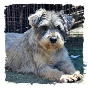 Piet, male Giant Schnauzer for adoption at Riesenschnauzernothilfe