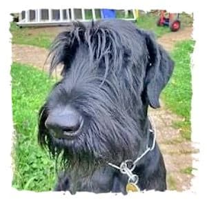 Basti, male Giant Schnauzer for adoption at Riesenschnauzernothilfe