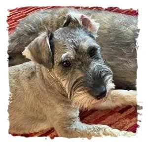 Azaj, male Giant Schnauzer for adoption at Riesenschnauzernothilfe