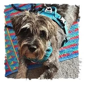 Egi, male Giant Schnauzer for adoption at Riesenschnauzernothilfe