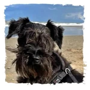 Astor, male Giant Schnauzer for adoption at Riesenschnauzernothilfe