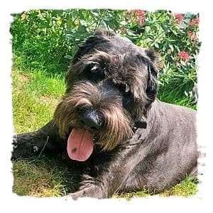 Alfi, male Giant Schnauzer for adoption at Riesenschnauzernothilfe
