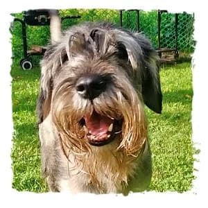 Nick, male Giant Schnauzer for adoption at Riesenschnauzernothilfe