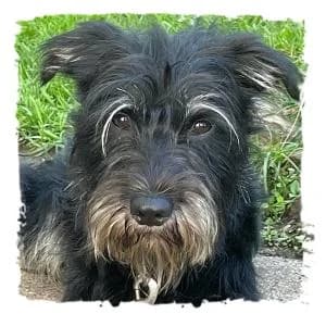 Ludwig, male Giant Schnauzer for adoption at Riesenschnauzernothilfe