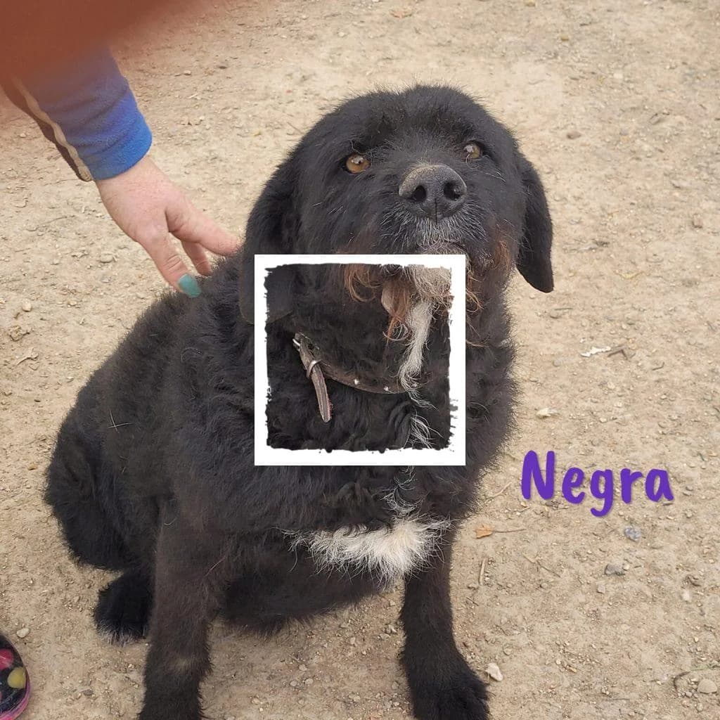 Negra, female Giant Schnauzer for adoption at Riesenschnauzernothilfe