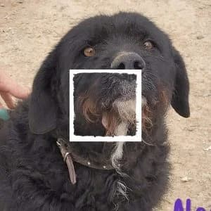 Negra, female Giant Schnauzer for adoption at Riesenschnauzernothilfe