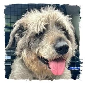 Franz, male Giant Schnauzer for adoption at Riesenschnauzernothilfe