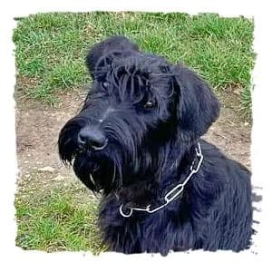 Danny, male Giant Schnauzer for adoption at Riesenschnauzernothilfe