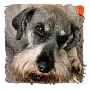 Danny, male Giant Schnauzer for adoption at Riesenschnauzernothilfe