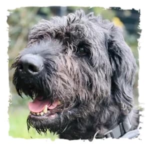 Rocko, male Giant Schnauzer for adoption at Riesenschnauzernothilfe