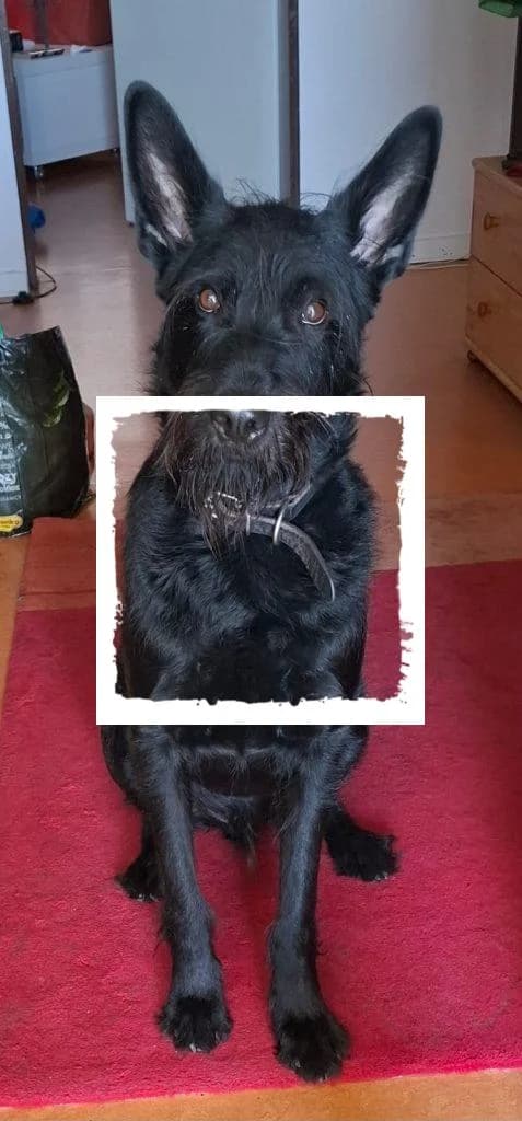 Tommy, male Giant Schnauzer for adoption at Riesenschnauzernothilfe