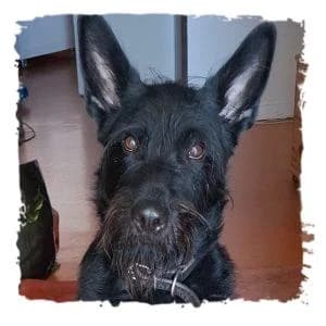 Tommy, male Giant Schnauzer for adoption at Riesenschnauzernothilfe