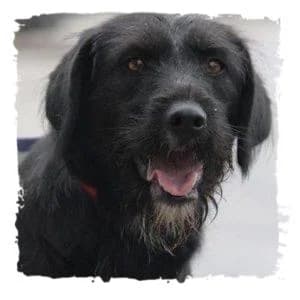 Tammy, female Giant Schnauzer for adoption at Riesenschnauzernothilfe