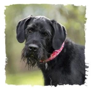 Boomer, male Giant Schnauzer for adoption at Riesenschnauzernothilfe