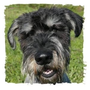 Otto, male Giant Schnauzer for adoption at Riesenschnauzernothilfe