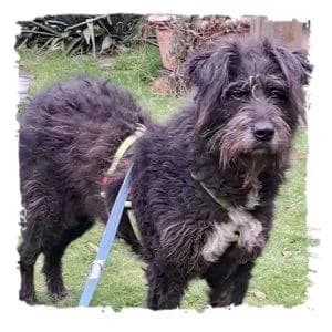 Mika, female Giant Schnauzer for adoption at Riesenschnauzernothilfe