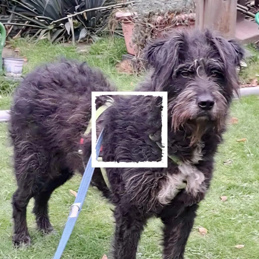 Mika, female Giant Schnauzer for adoption at Riesenschnauzernothilfe