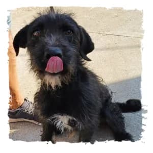 Leopold, male Giant Schnauzer for adoption at Riesenschnauzernothilfe