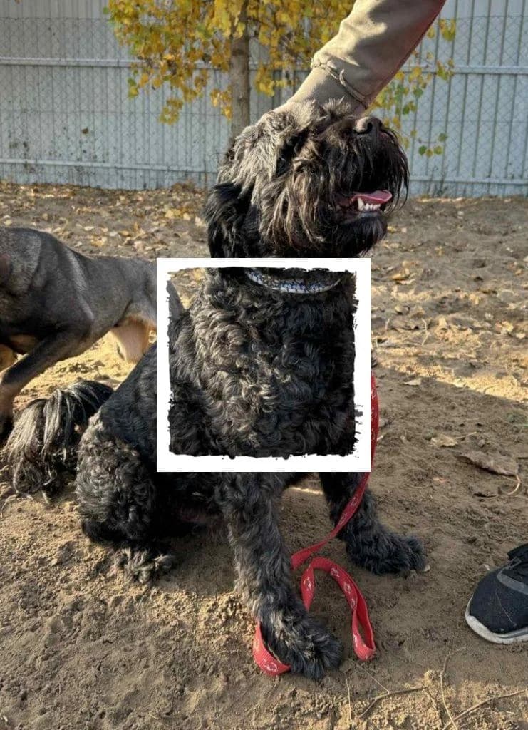 Pako, male Giant Schnauzer for adoption at Riesenschnauzernothilfe