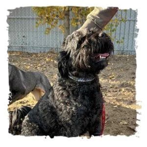 Pako, male Giant Schnauzer for adoption at Riesenschnauzernothilfe