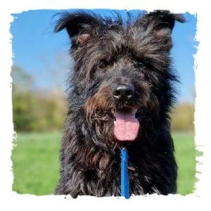 Lanzelot, male Giant Schnauzer for adoption at Riesenschnauzernothilfe