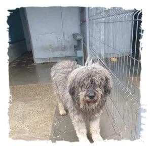 Boris, male Giant Schnauzer for adoption at Riesenschnauzernothilfe