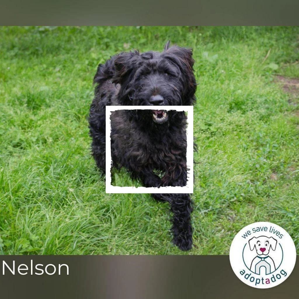 Nelson, male Giant Schnauzer for adoption at Riesenschnauzernothilfe