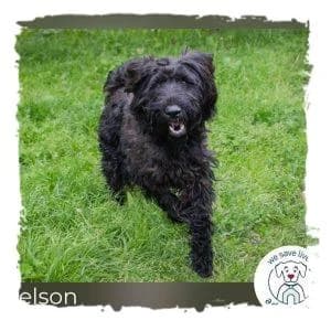 Nelson, male Giant Schnauzer for adoption at Riesenschnauzernothilfe