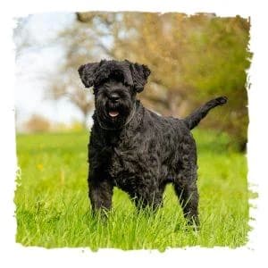 Archie, male Giant Schnauzer for adoption at Riesenschnauzernothilfe
