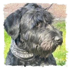 Camielo, male Giant Schnauzer for adoption at Riesenschnauzernothilfe
