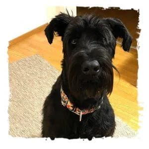 Muná, male Giant Schnauzer for adoption at Riesenschnauzernothilfe