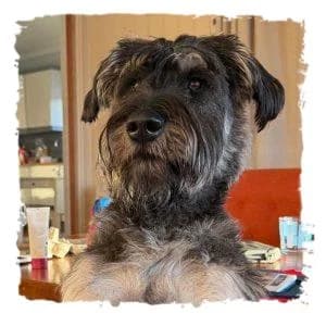 Norbert, male Giant Schnauzer for adoption at Riesenschnauzernothilfe