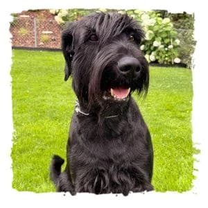 Dino, male Giant Schnauzer for adoption at Riesenschnauzernothilfe