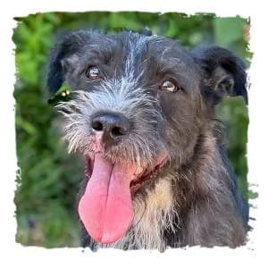 Amos, male Giant Schnauzer for adoption at Riesenschnauzernothilfe