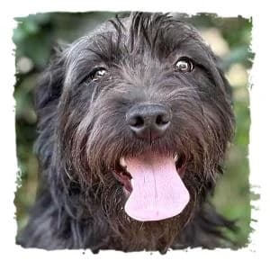 Sobor, male Giant Schnauzer for adoption at Riesenschnauzernothilfe