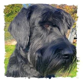 Anne, female Giant Schnauzer for adoption at Riesenschnauzernothilfe
