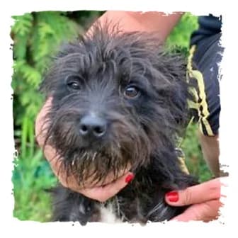 Strolch, male Giant Schnauzer for adoption at Riesenschnauzernothilfe