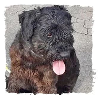 Apollo, male Giant Schnauzer for adoption at Riesenschnauzernothilfe