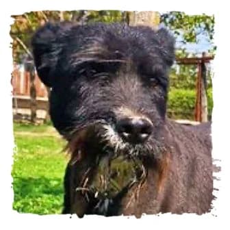 Mecki, male Giant Schnauzer for adoption at Riesenschnauzernothilfe