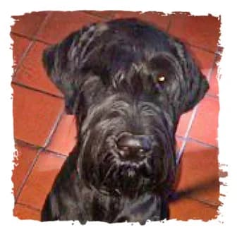 Gandalf, male Giant Schnauzer for adoption at Riesenschnauzernothilfe
