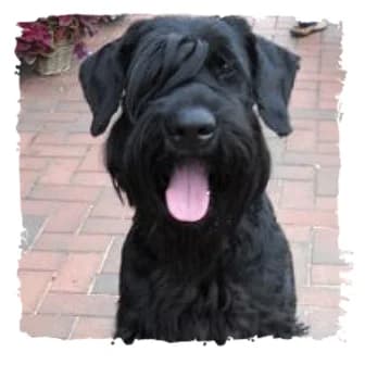 Basmati, male Giant Schnauzer for adoption at Riesenschnauzernothilfe