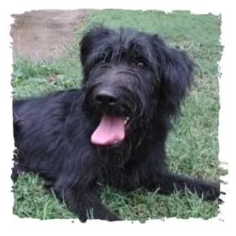 Lucy, female Giant Schnauzer for adoption at Riesenschnauzernothilfe