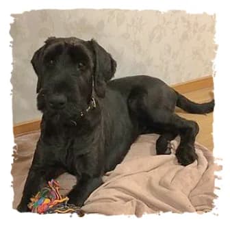 Mathilda, male Giant Schnauzer for adoption at Riesenschnauzernothilfe