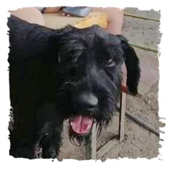 Partrasche, male Giant Schnauzer for adoption at Riesenschnauzernothilfe