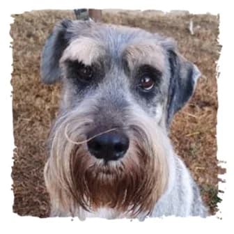 Teus, male Giant Schnauzer for adoption at Riesenschnauzernothilfe