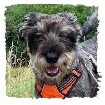 Mali, female Giant Schnauzer for adoption at Riesenschnauzernothilfe