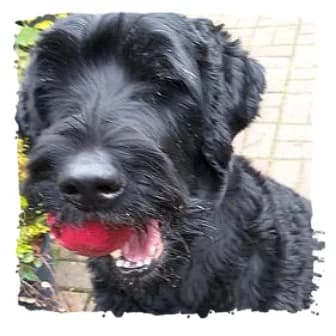 Zara, female Giant Schnauzer for adoption at Riesenschnauzernothilfe