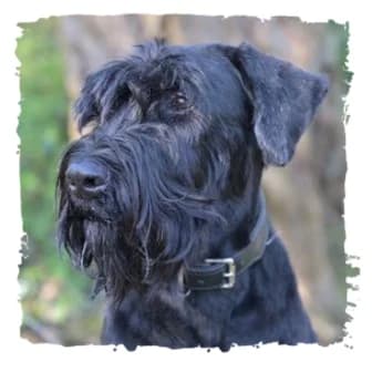 Zora, female Giant Schnauzer for adoption at Riesenschnauzernothilfe