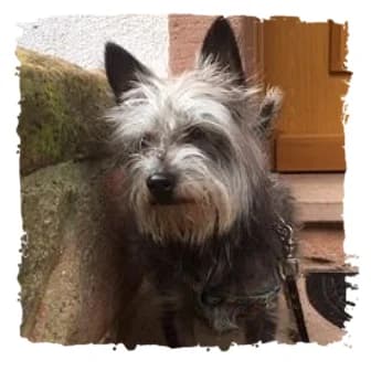 Timi, male Giant Schnauzer for adoption at Riesenschnauzernothilfe